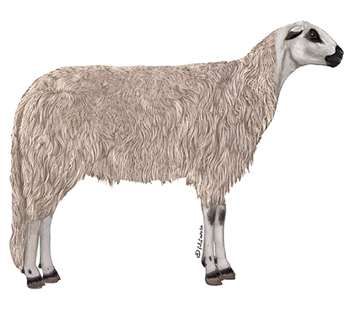 Ovelha Churra Galega Bragan�ana Branca