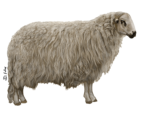 Ovelha Churra Galega Mirandesa